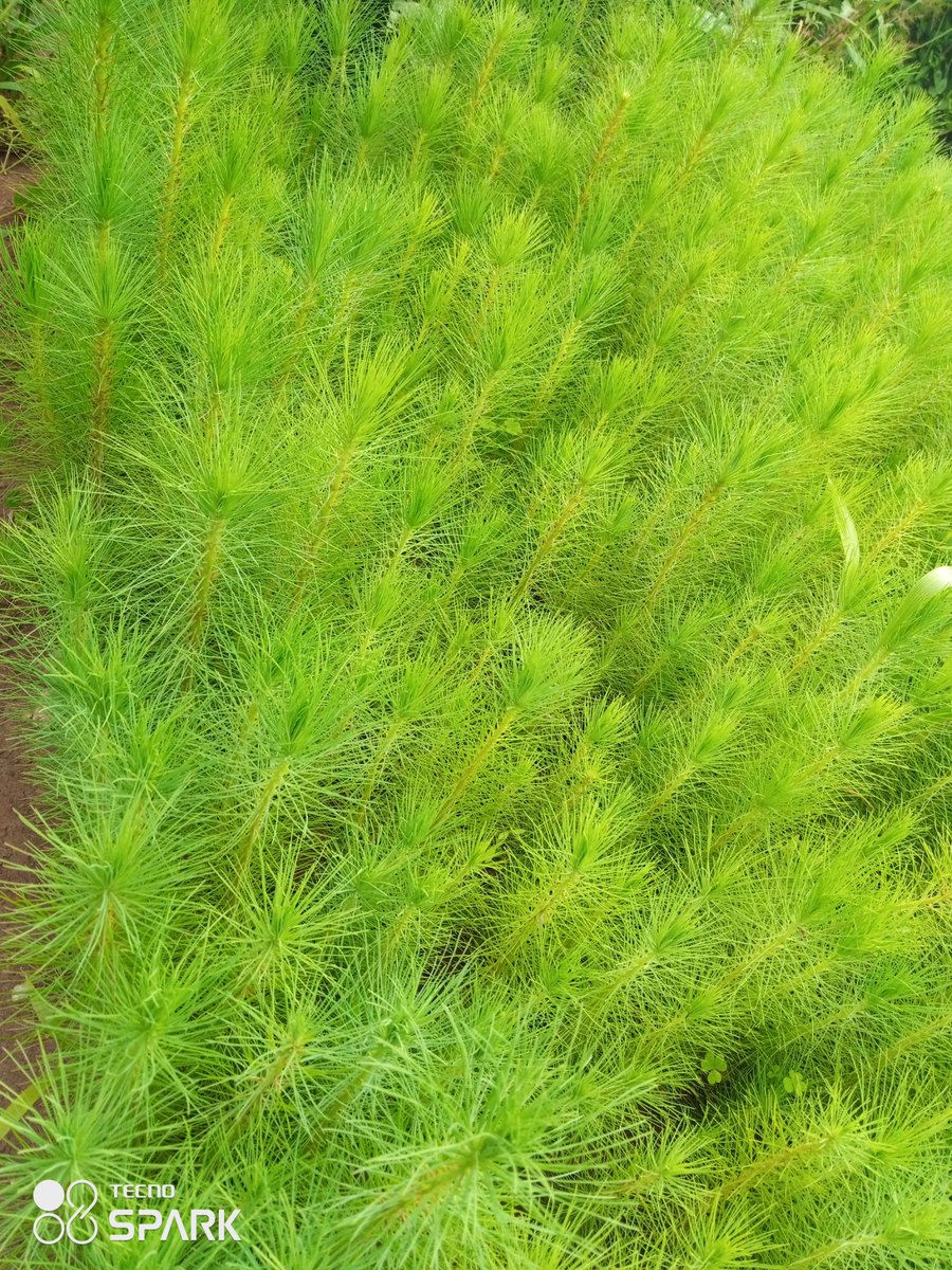 BrendaKaunda1's tweet photo. I make hybrid pine seedlings.... support my hustle. I'm muzu based

+265998672577

Please RT my customers might be on your TL https://t.co/E7QuBmODKe