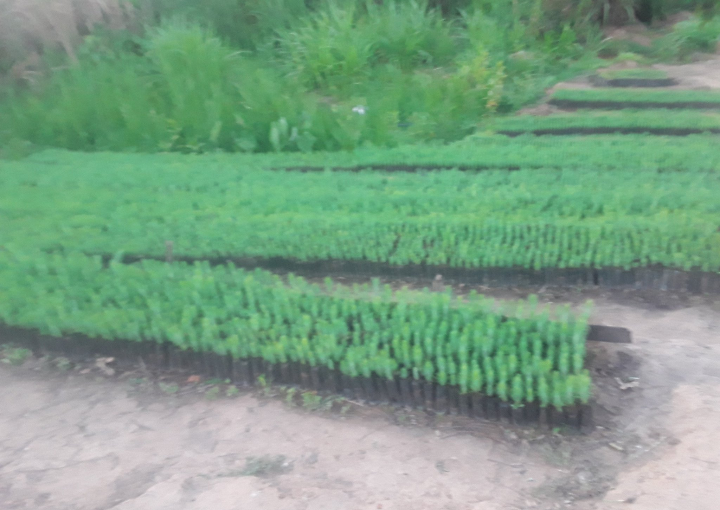 BrendaKaunda1's tweet photo. I make hybrid pine seedlings.... support my hustle. I'm muzu based

+265998672577

Please RT my customers might be on your TL https://t.co/E7QuBmODKe