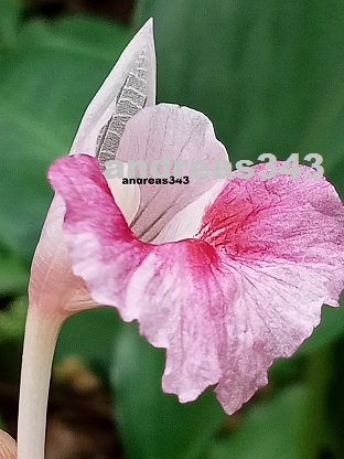PrajitHendra's tweet photo. https://t.co/je3ifn9Tsq