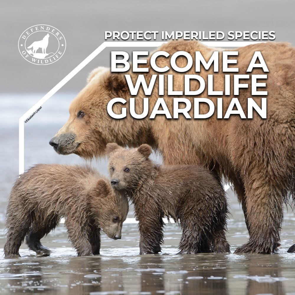 Defenders's tweet photo. Before the month ends, do 1 big thing for #widllife! You can play a key role in the movement to protect wolves, manatees, orcas, bears & many more!
Make a powerful difference for imperiled species by becoming a #WildlifeGuardian with your monthly gift: https://t.co/pG5XwH1QNp ⬅️ https://t.co/ubyv6Xk29i