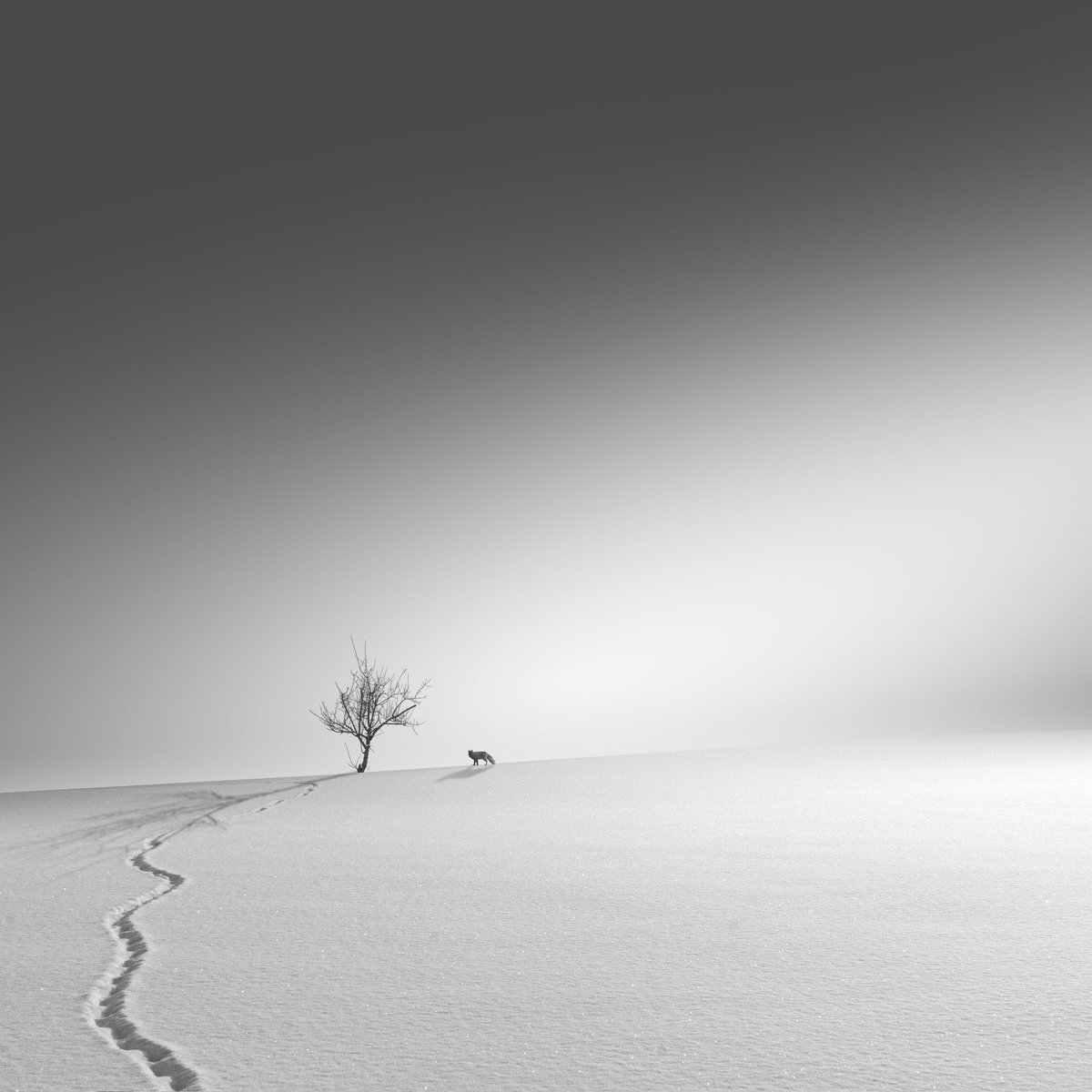 royiwasaki's tweet photo. 🌲🦊🌳
#モノクロ #bnwphotography #minimalism #fineart #monochrome #snowscapes https://t.co/E7OFo06Pkr