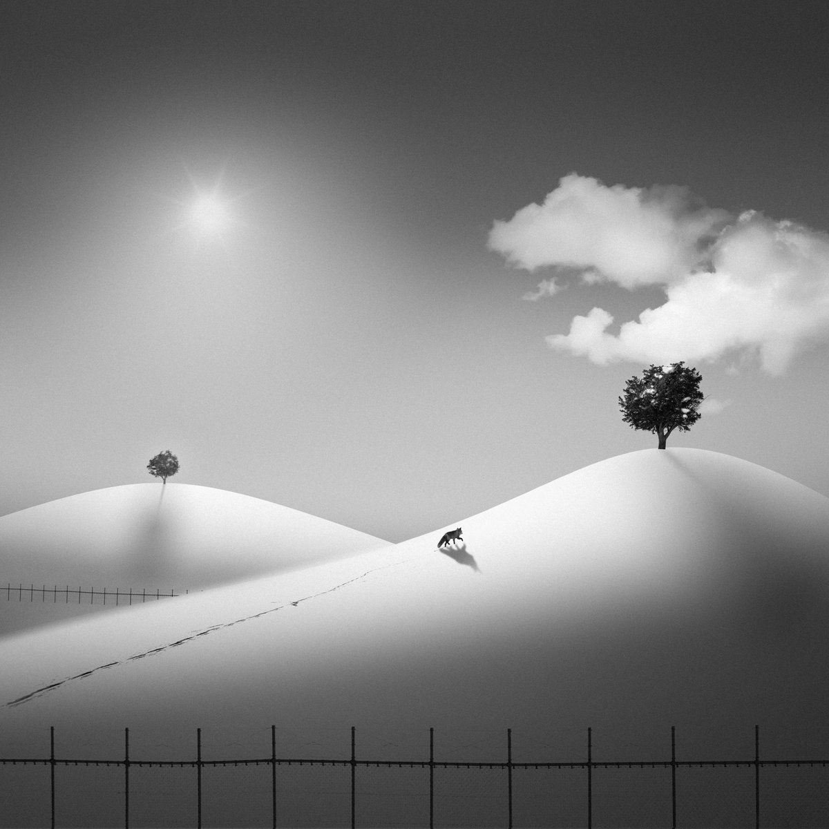 royiwasaki's tweet photo. 🌲🦊🌳
#モノクロ #bnwphotography #minimalism #fineart #monochrome #snowscapes https://t.co/E7OFo06Pkr