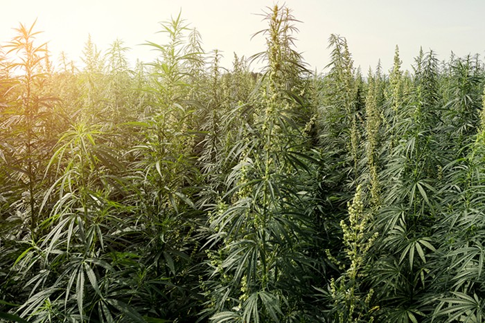 realLesTVee1's tweet photo. #WorkFree 
#DrugPlace 

I grow #weed for a living, I think it's assumed.
#Any20 
#GrowYaOwn https://t.co/OKqrzupaKS