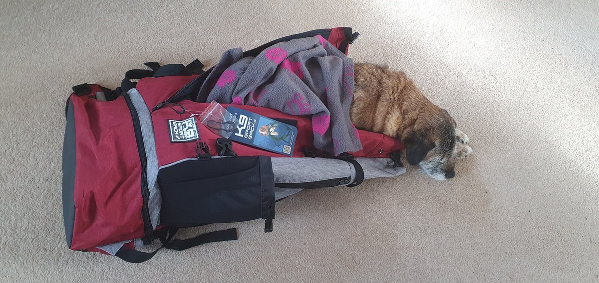 Lord Wicket 🐾🏴󠁧󠁢󠁳󠁣󠁴󠁿 feat. Lady Bogle 🐾🥰 tweet media