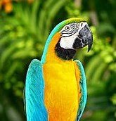 Bored Macaw Sol Club tweet media