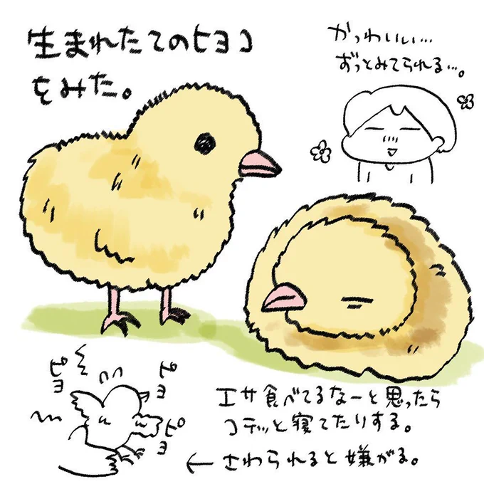 ご近所さん家のヒヨコ🐣 #illustration https://t.co/XlmsiRHYtA 