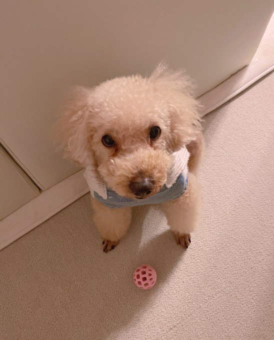 トイレ褒めて片付けて、振り返ったらこうやって、 「これにチーズ入れてください」ってボール持ってきてまってる可愛い子❤️ はいよー💛一個だけね💗 https://t.co/XeMKowos7B