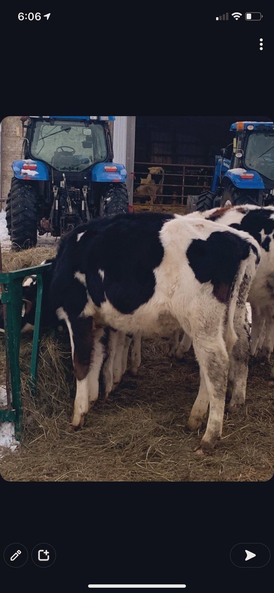 runwayholsteins's tweet photo. Very excited for this coming show season! Thanks @dairydynasty for making this beautiful calf available ! https://t.co/JKJYkyMlvh