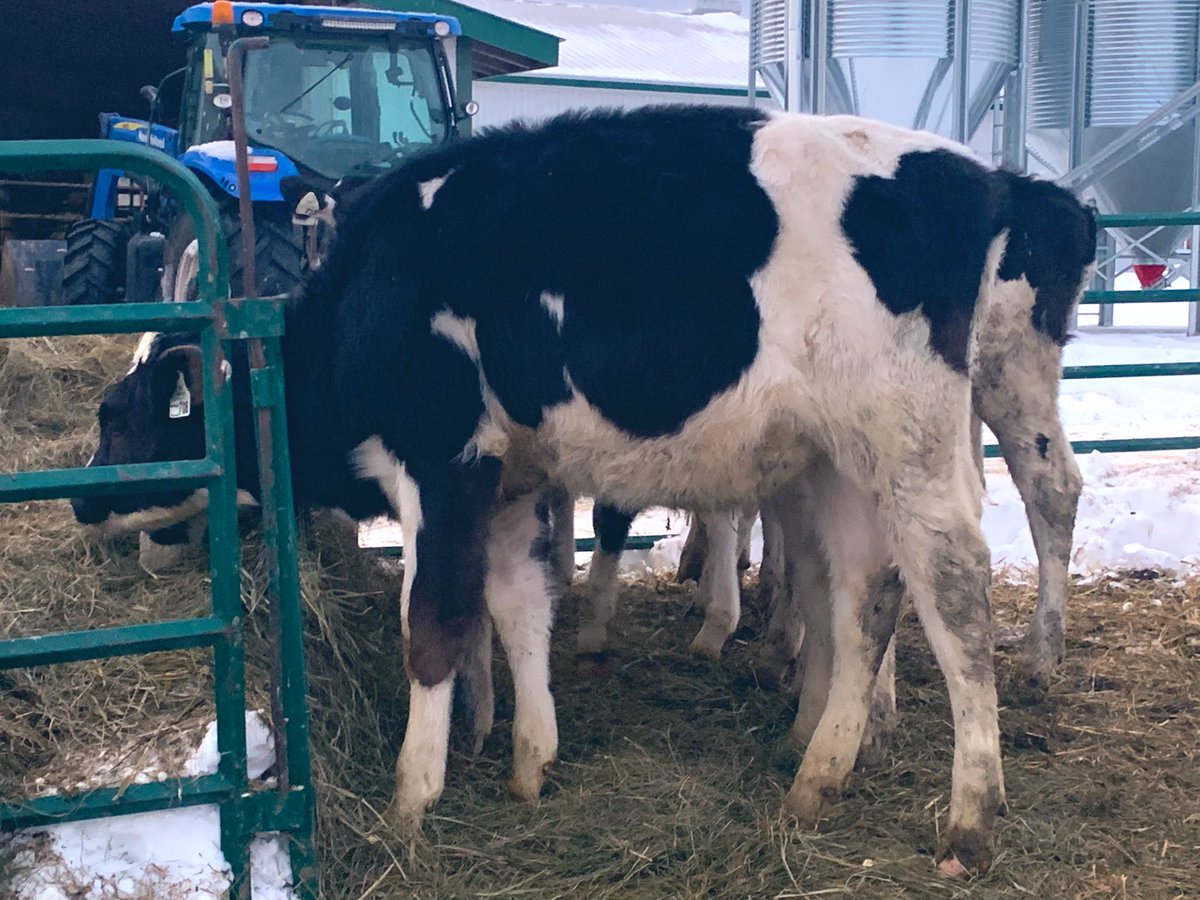 runwayholsteins's tweet photo. Very excited for this coming show season! Thanks @dairydynasty for making this beautiful calf available ! https://t.co/JKJYkyMlvh
