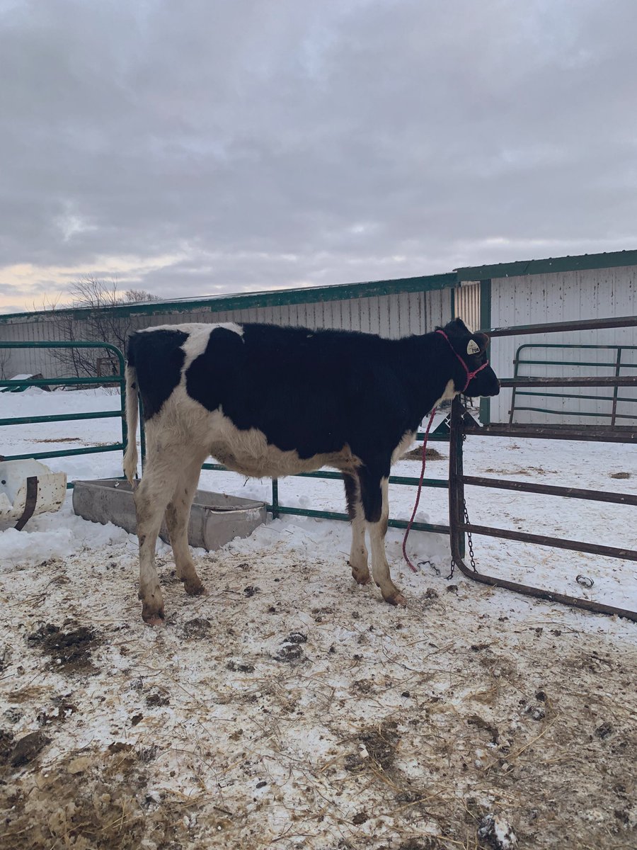 Very excited for this coming show season! Thanks <a href="/dairydynasty/">Matthew Clarke</a> for making this beautiful calf available !