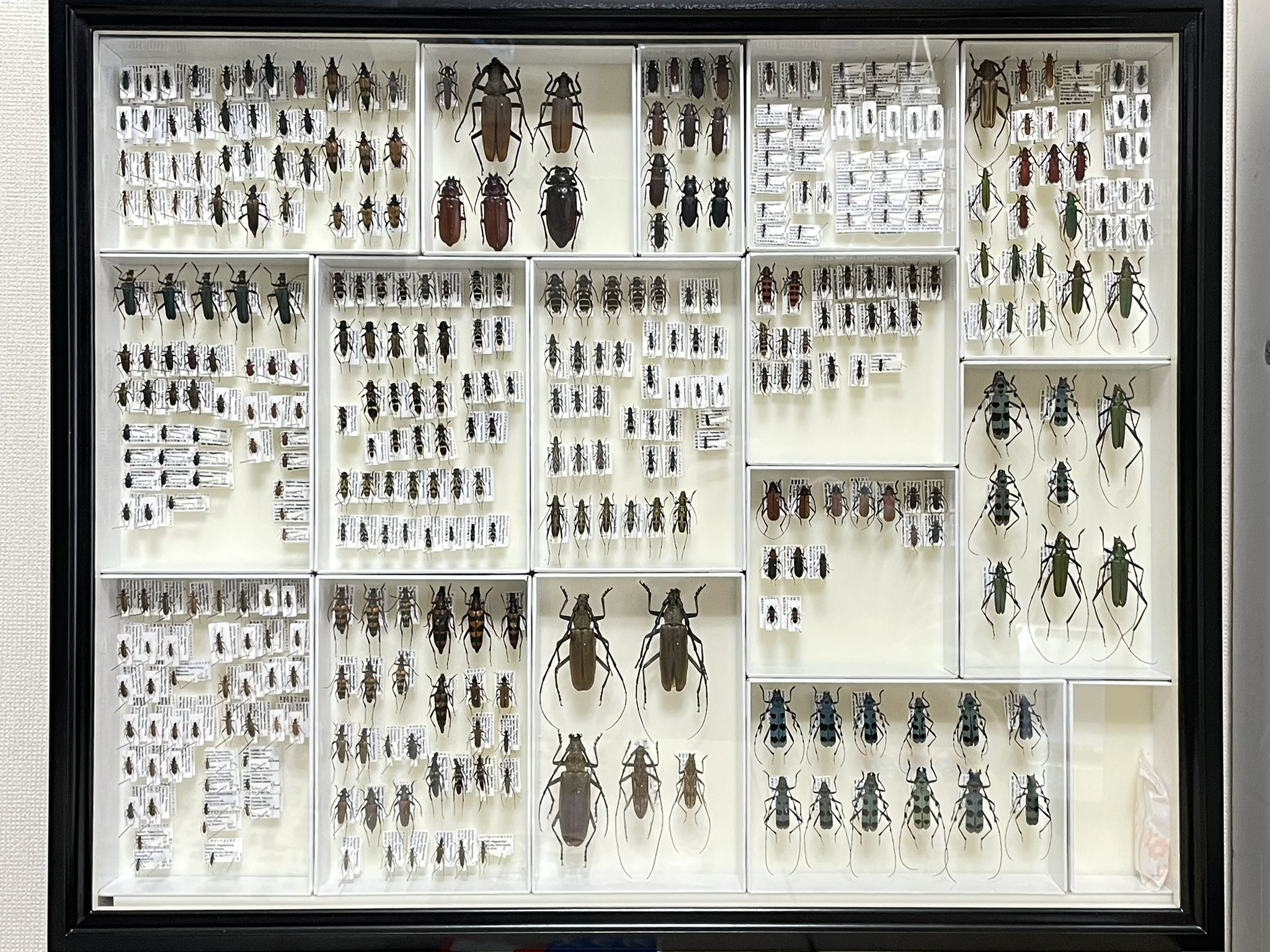 昆虫標本】標本箱を全て紹介します(2012~2020) - 標本関係 昆虫標本】標本箱を全て紹介します(2012~2020) - 標本関係