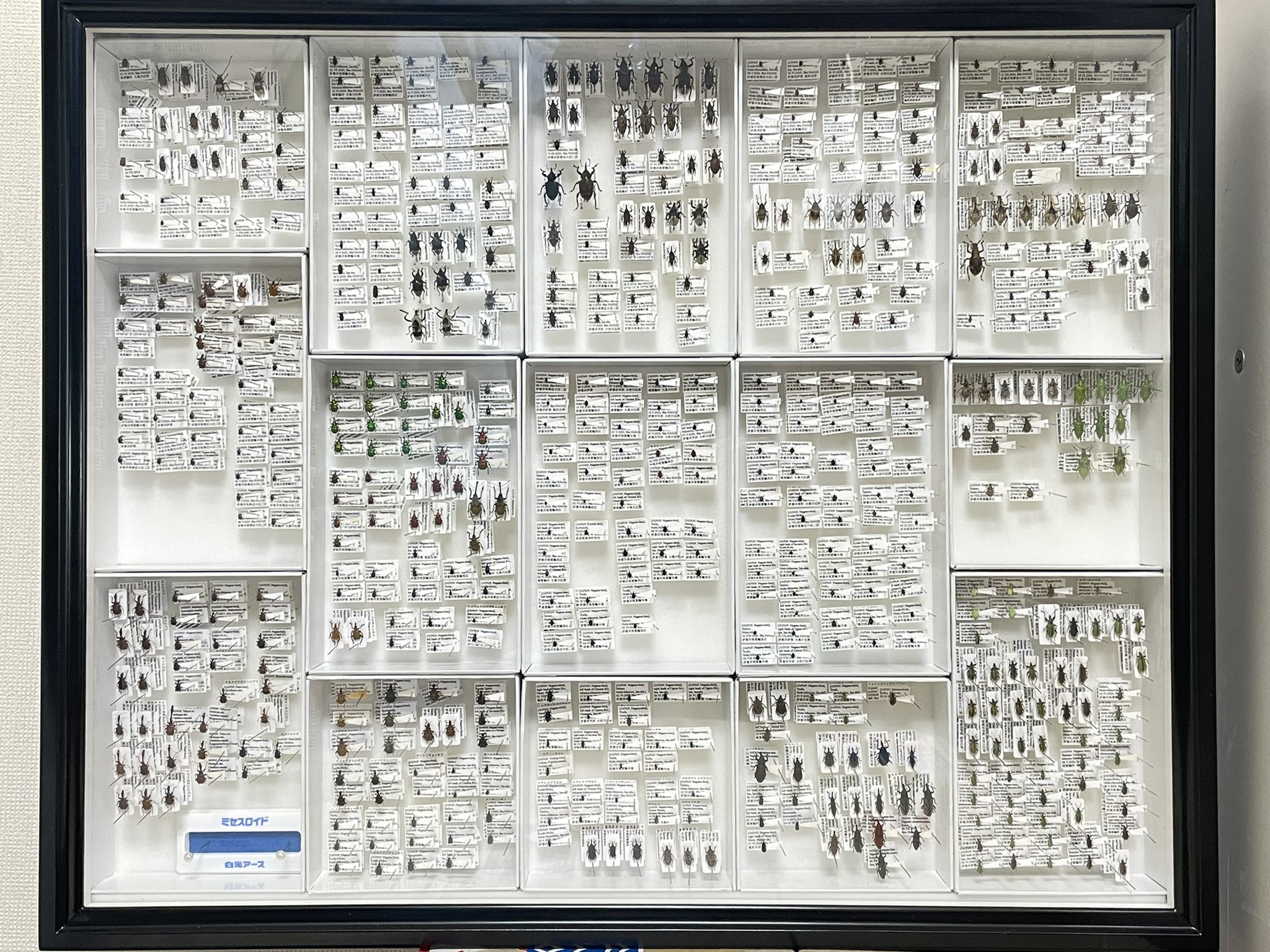 生地見本 昆虫を集めました 昆虫大集合！まちがいさがし