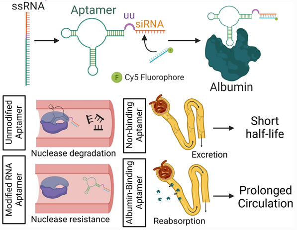 CMBE journal (@cmbejournal) on Twitter photo Rosch et al. develop an albumin-binding aptamer-siRNA conjugate that enhances siRNA bioavailability. <a href="/VUEngineering/">VU Engineering</a> <a href="/VandyBME/">Vanderbilt BME</a> <a href="/Duvall_Lab_VU/">Duvall Lab</a> <a href="/LippmannLabVU/">Ethan Lippmann</a>
link.springer.com/article/10.100… Rosch et al. develop an albumin-binding aptamer-siRNA conjugate that enhances siRNA bioavailability. <a href="/VUEngineering/">VU Engineering</a> <a href="/VandyBME/">Vanderbilt BME</a> <a href="/Duvall_Lab_VU/">Duvall Lab</a> <a href="/LippmannLabVU/">Ethan Lippmann</a>
link.springer.com/article/10.100…
