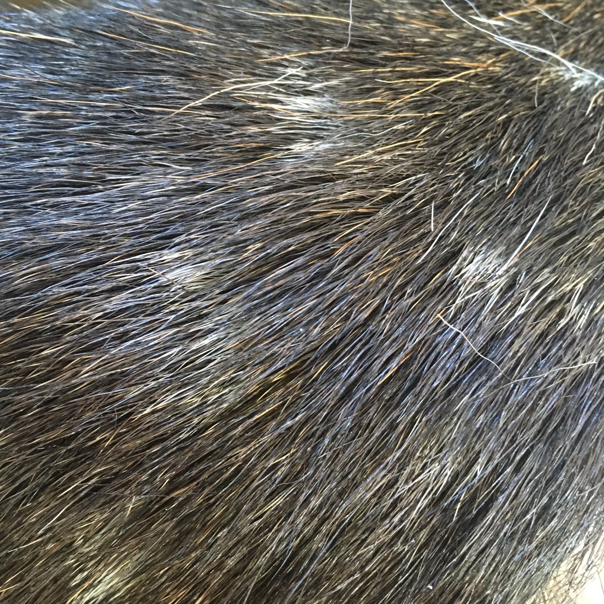 perfectrucksack's tweet photo. Today I used my penknife to: skin a Fallow Deer (there are better tools but I wanted to see how it performed, very well as it turns out. #todayIusedmypenknifeto https://t.co/G1L4IlXkte