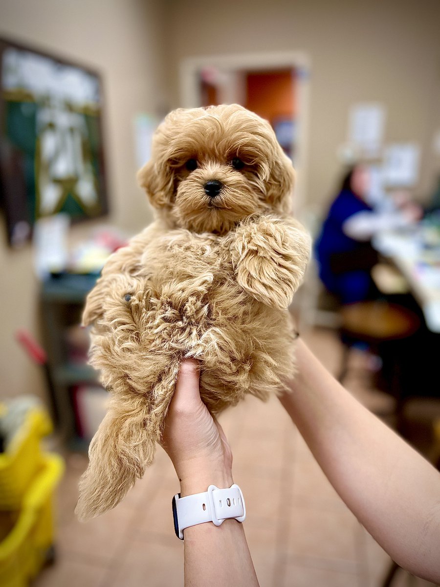 AllStarVet's tweet photo. The Lion King has their new Simba 🐶 https://t.co/aGY92aK9FZ