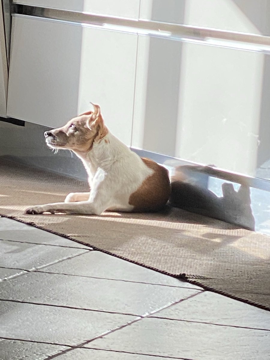 LauraEva1971's tweet photo. @MiloJackRussell @IKEAITALIA Bravo Milo, mandami la classifica che Orazio ne vuole uno nuovo😅 https://t.co/UvKzNX0trc