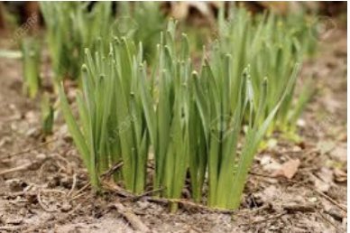 NGogognon's tweet image. Marthers favourite flowers are sprouting all around #daffodil #spring #ChineseNewYear2022 #hope #newbeginnings