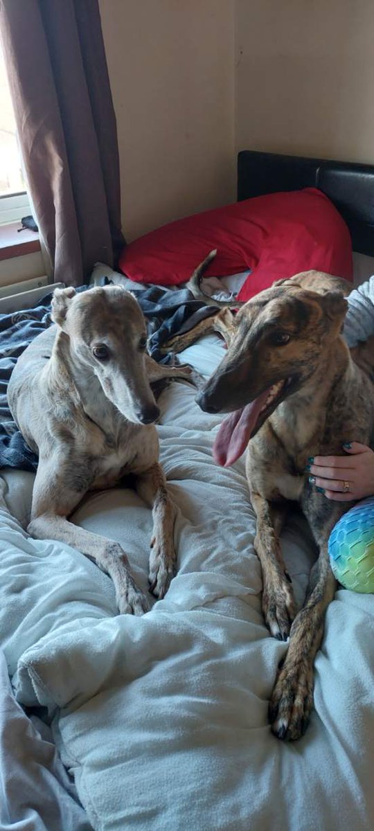 GreensGreys24's tweet photo. ROGUE ADVENTURE went off with his new owners on Saturday and to live with his Auntie Rogue Romanov #TeamGREEN #HappyRetirementKevin https://t.co/5xts47jnfi