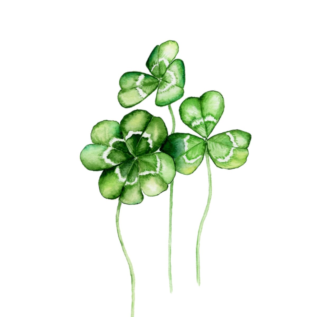 Printable watercolor painting of clover leaves. Single clip art clover leaves. St. Patrick's day decor, symbol of luck. png file with transparent background and 3 jpg file different sizes.