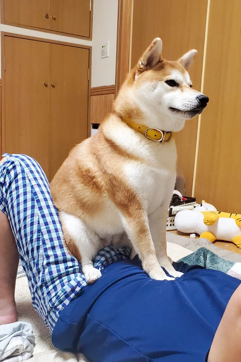 パパのおしりを嗅ぎ そして味わう柴犬 行動が謎すぎるけど愛が深いことだけはわかる 動画あり 22年3月14日 エキサイトニュース