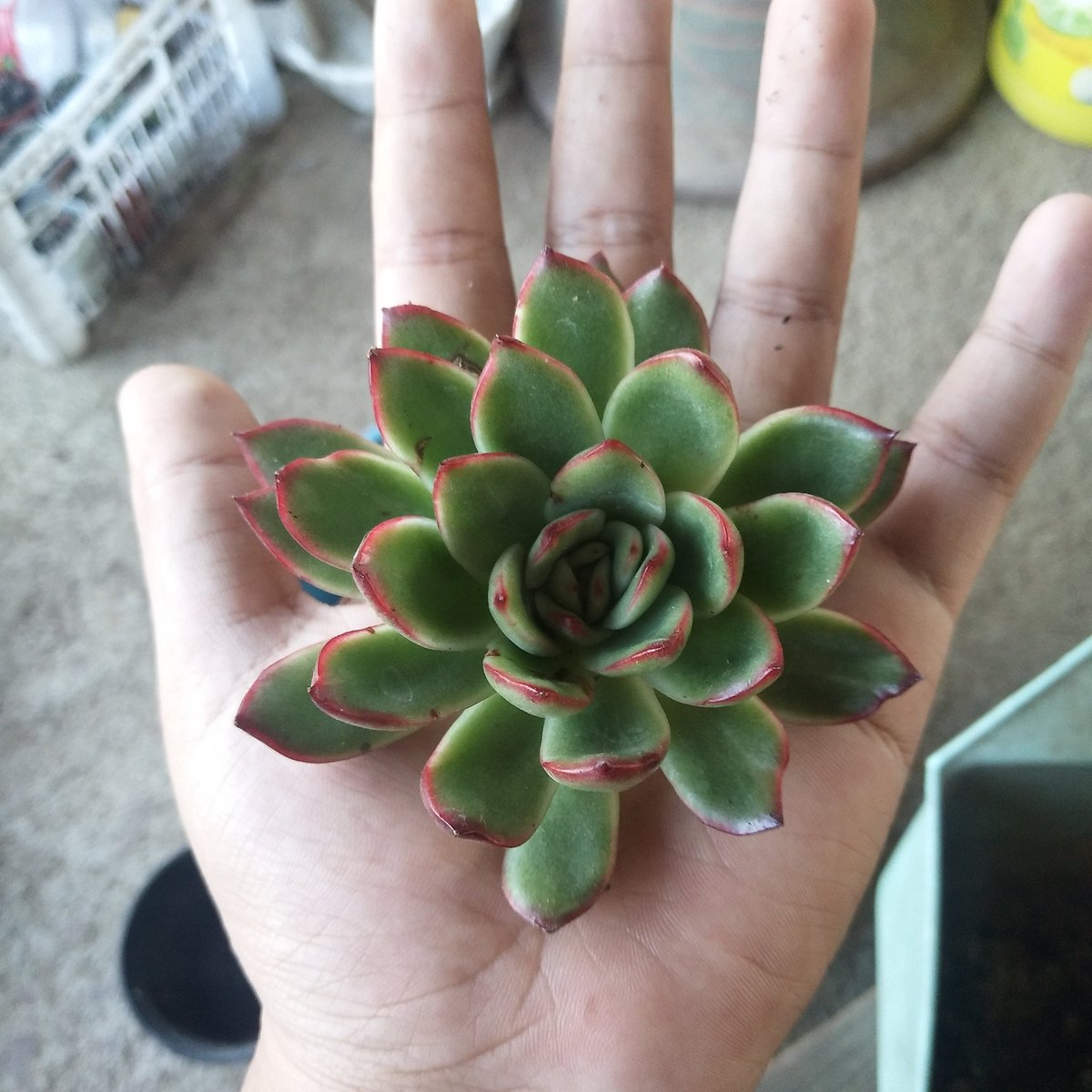 sarawat_chic12's tweet photo. แจกความฝดใฝยามเย็น!!
#cactus #Succulents https://t.co/DCaIWGARIk