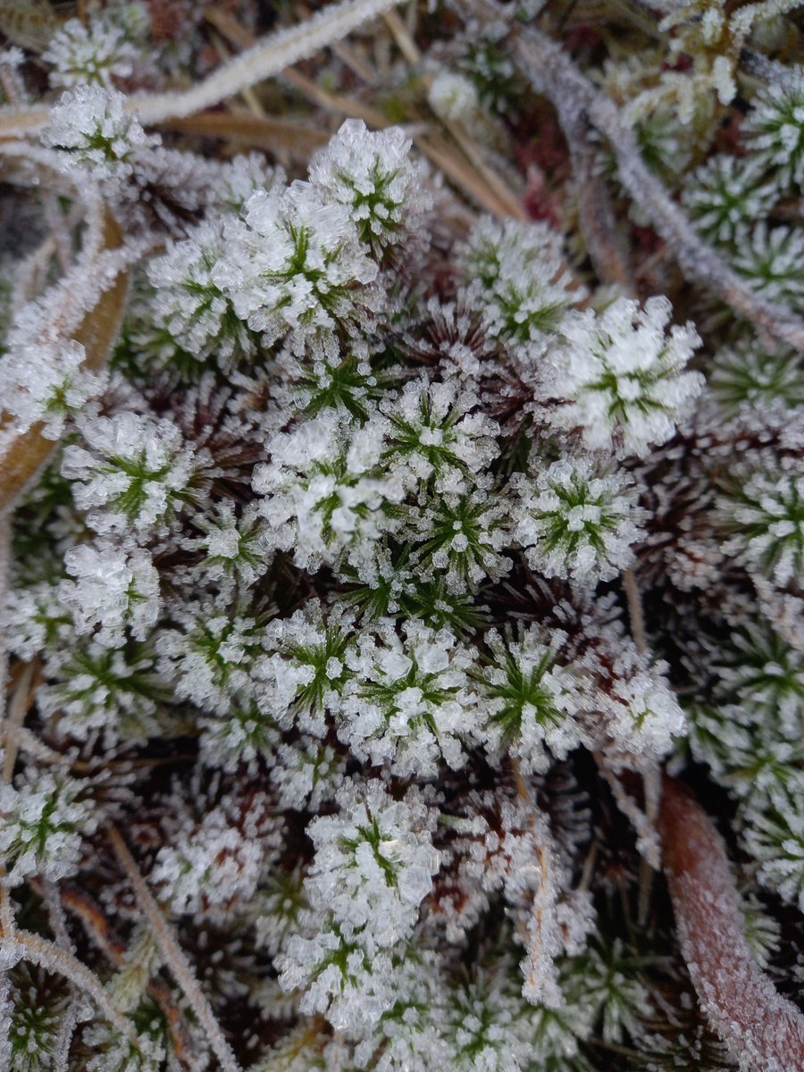 CaleyClimate's tweet image. Happy #sphagnummonday !
Photo taken by a member of our team on a pre #restoration site visit last week. #Frosty conditions on the tops!