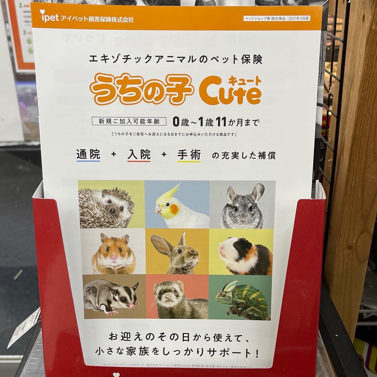 アクアペットジョイ所沢店 Tokorozawa Apj Twitter