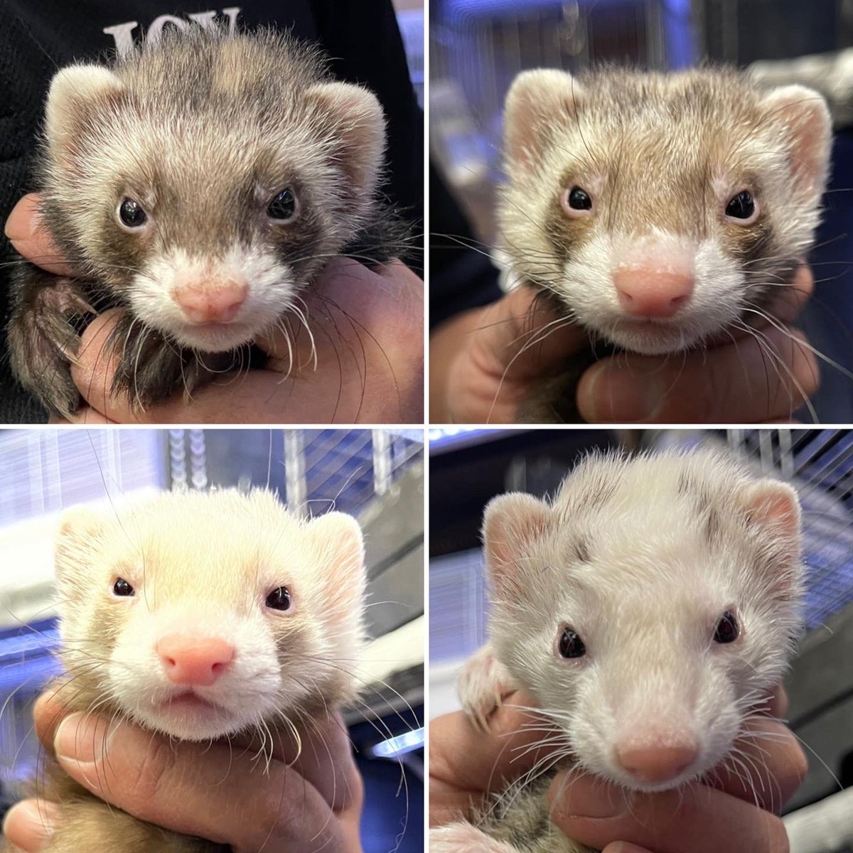 アクアペットジョイ所沢店 Tokorozawa Apj Twitter