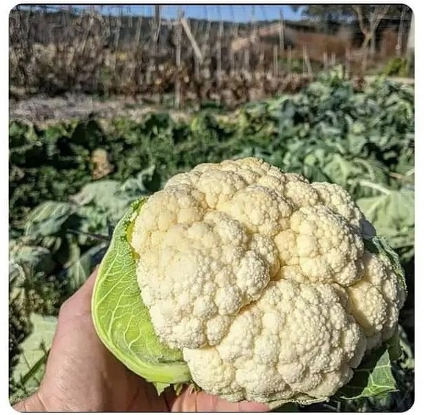 I bought myself a rose to celebrate rose day🌹 #RoseDay