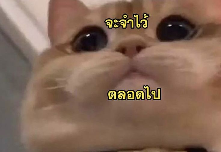 猫 tweet media