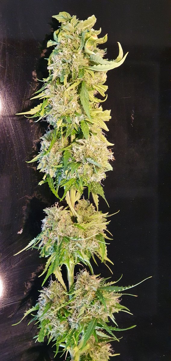 Geitebukk2's tweet photo. Det blir jo ikke de største budsa når det er autoflower, men er alikevel fornøyd da frøene ble lagt i jorda i slutten av november. #growyourown  #autocritical https://t.co/qRDaRvA0R5