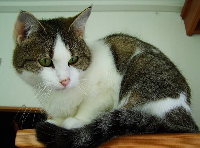 кошка короткошерстная беспородная. коричнево белый кот. кошка серо бело коричневая. красивые кошки. короткошерстная европейская кошка биколор.