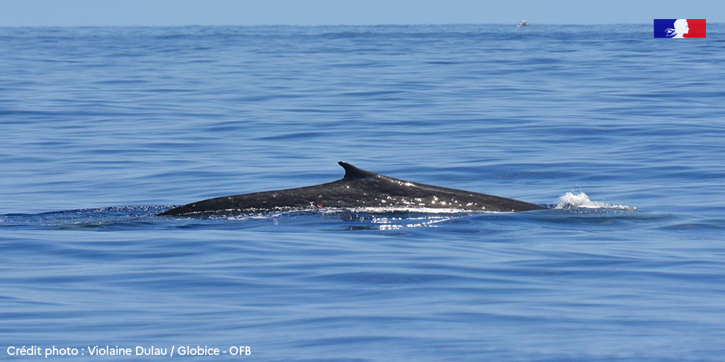 OFBiodiversite's tweet photo. 🐋 1ère observation d’une baleine bleue pygmée à La Réunion

📏 Elles doivent leur nom à leur relative petite taille comparée aux baleines bleues, 24 mètres, au lieu de 30 mètres en moyenne.

👉 + d'infos : https://t.co/J7QBSXEk7I

#MaBiodiversité https://t.co/rBr0uGhYmH