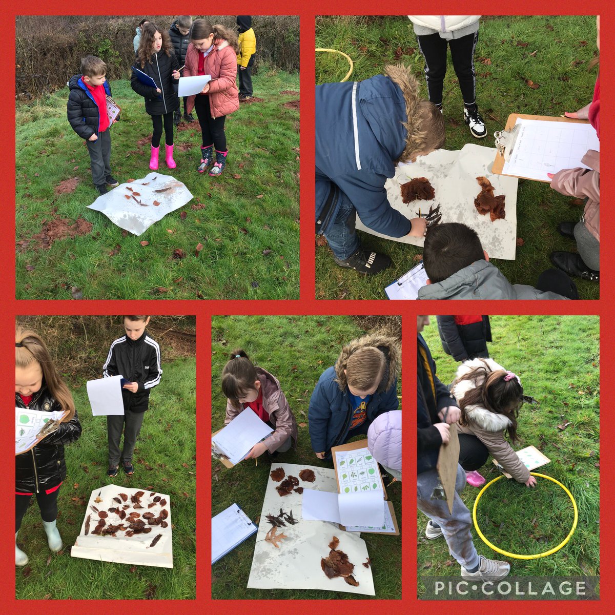 Dosbarth Elm have been identifying and collecting data on leaves during forest school today. <a href="/MillbrookP/">Millbrook Primary</a> @WoodlandTrust