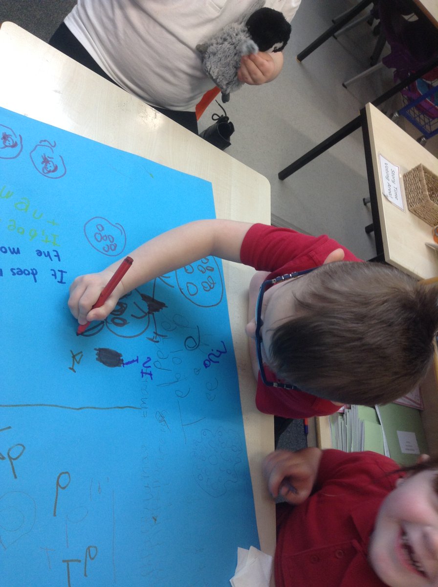 Sandhill Primary Snowy Owls tweet media