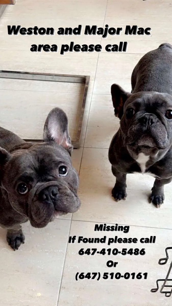 litooAyy's tweet photo. Missing Dogs #vaughan #dogs #missing https://t.co/gXXnhrSN2N