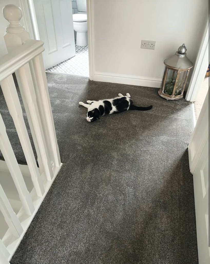 BogansCarpets's tweet photo. You can't beat that new carpet feeling 🐈

📸 - @laura_jayne7
.
.
.
#boganscarpets #newflooring #cat #landing #stairs #neutralflooring #neutralcarpet #interiordesign #liverpoolcarpets #creative #interiorblogger #flooringgoals #newcarpet https://t.co/gP3ja4UApB