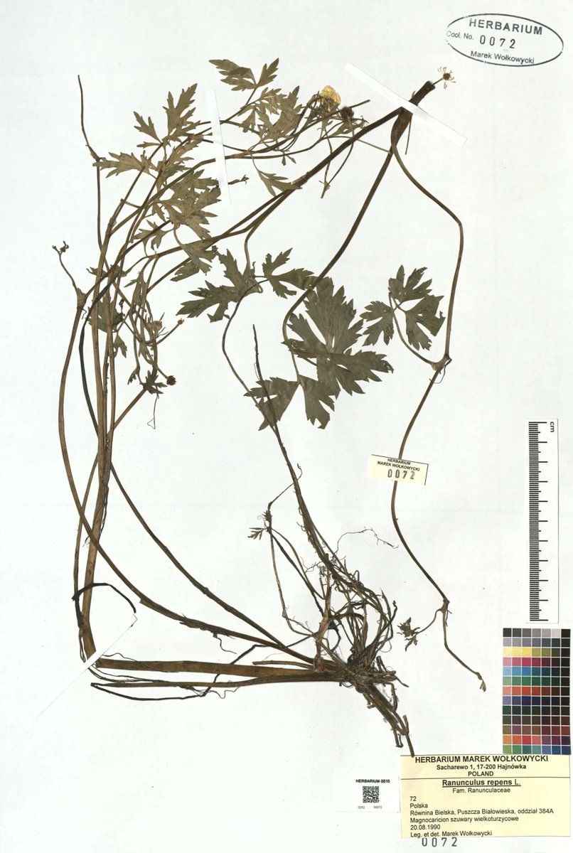 open_forest's tweet image. Karta z zielnika Marka Wołkowyckiego ze zbiorów Instytutu Nauk Leśnych Politechniki Białostockiej. To jaskier rozłogowy. W repozytorium Open Forest Data znajdziecie również inne jaskry - rodzina jaskrowatych liczy ponad czterystu przedstawicieli!
👉 buff.ly/3HzdzA8