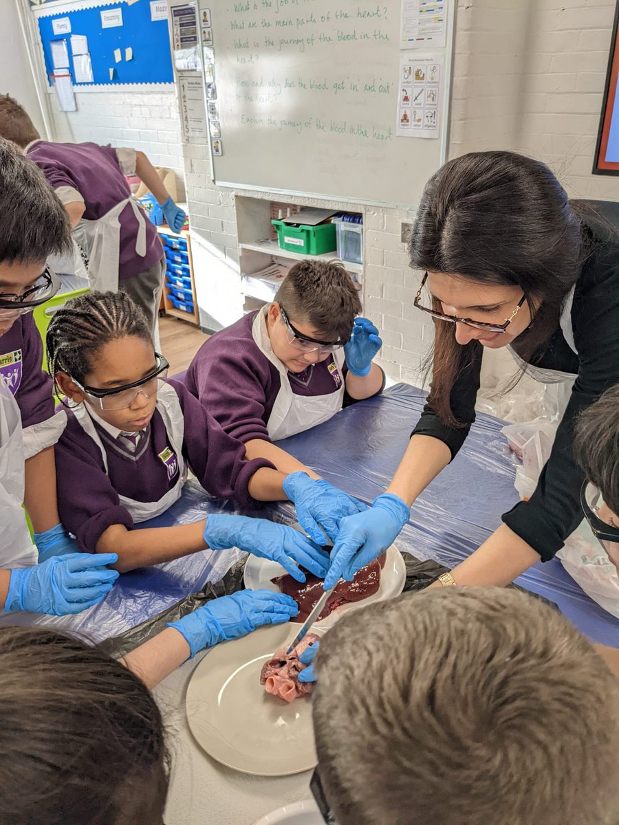HPA_Philip_Lane's tweet image. Year 6 enjoyed an incredible experience during their science lesson with Miss Sheikh-Bahai - they dissected sheep&apos;s organs.  The children were able to feel the tissues and see the inner workings of a heart, brain and liver. @BahaiShirin #HPAPLScientists @HarrisFed