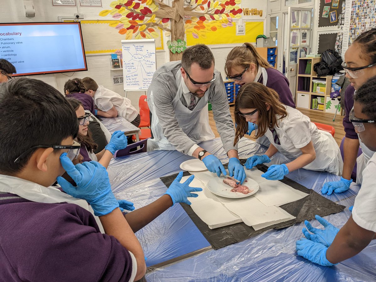 HPA_Philip_Lane's tweet image. Year 6 enjoyed an incredible experience during their science lesson with Miss Sheikh-Bahai - they dissected sheep&apos;s organs.  The children were able to feel the tissues and see the inner workings of a heart, brain and liver. @BahaiShirin #HPAPLScientists @HarrisFed