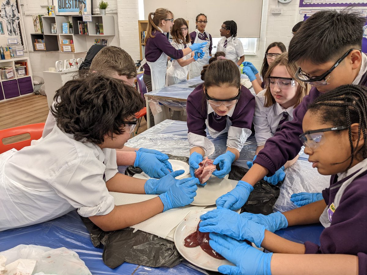 HPA_Philip_Lane's tweet image. Year 6 enjoyed an incredible experience during their science lesson with Miss Sheikh-Bahai - they dissected sheep&apos;s organs.  The children were able to feel the tissues and see the inner workings of a heart, brain and liver. @BahaiShirin #HPAPLScientists @HarrisFed