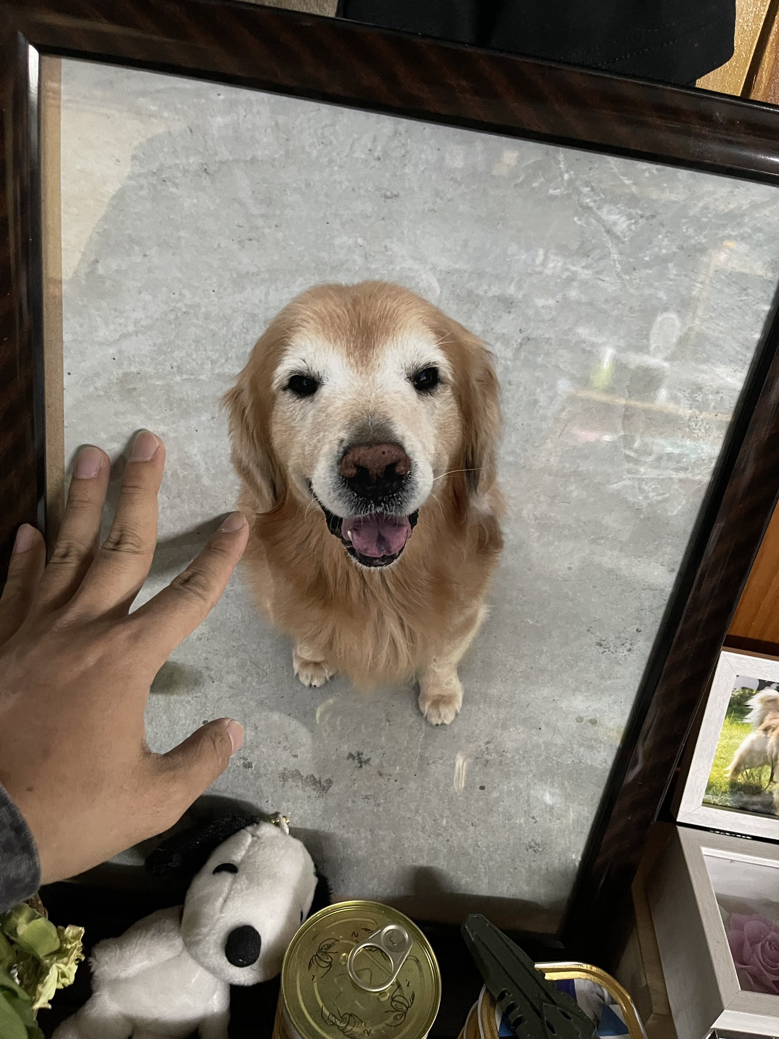 最愛のゴールデンレトリバーたち Goldenret6 Twitter