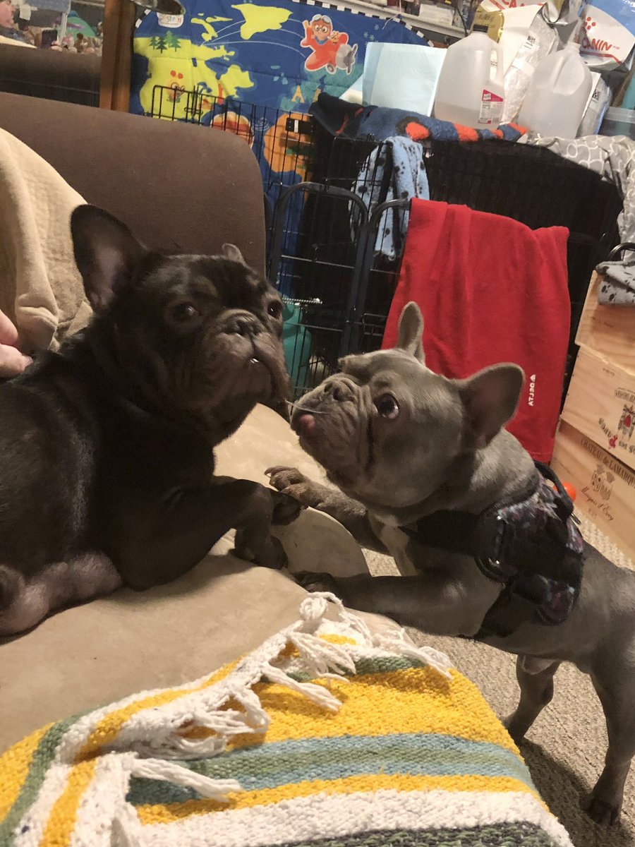 BaysideFrenchie's tweet photo. 6 weeks old. Getting big and getting fast! 👀😂🐶❤️ #love #frenchies #Puppies #DogsofTwittter #puppylife #frenchbulldog  #puppylove https://t.co/O8HbTO2QH9