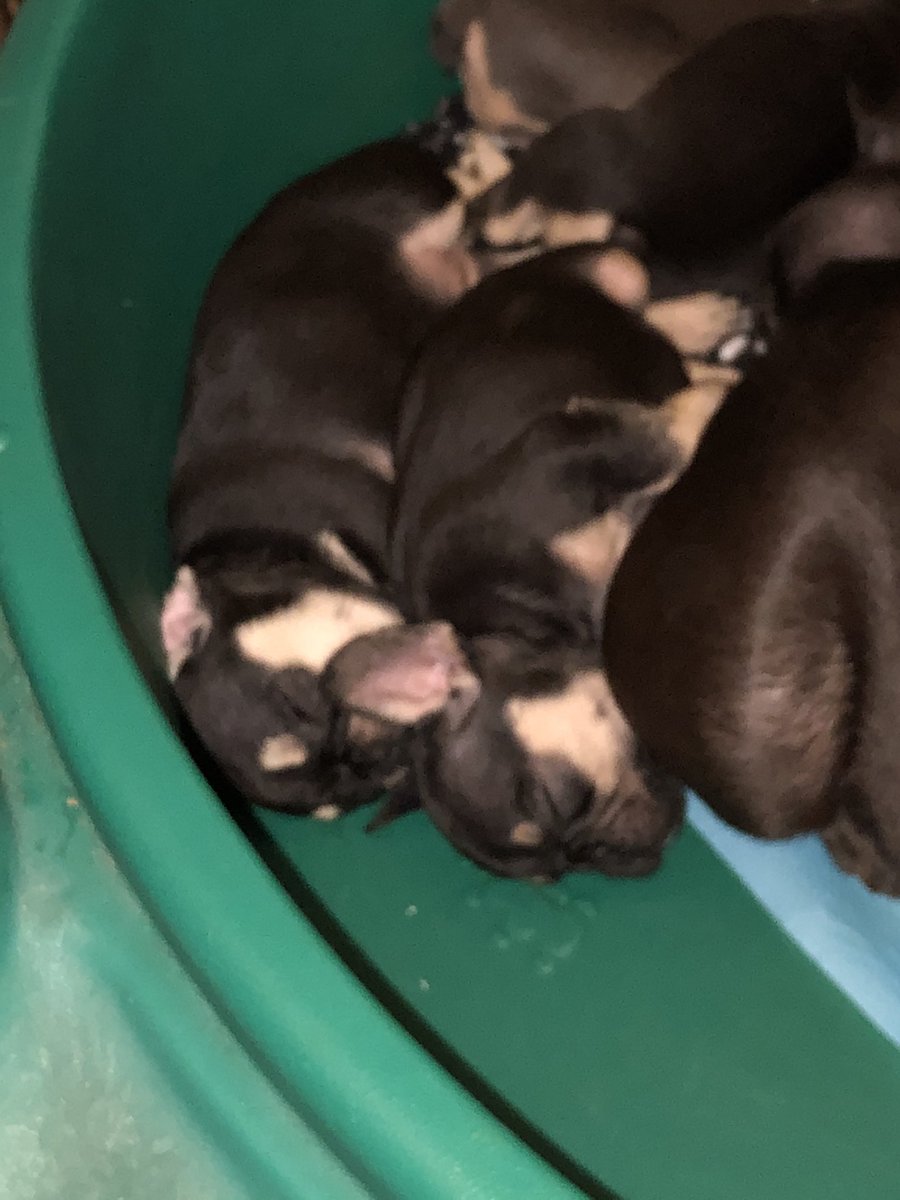 BaysideFrenchie's tweet photo. 6 weeks old. Getting big and getting fast! 👀😂🐶❤️ #love #frenchies #Puppies #DogsofTwittter #puppylife #frenchbulldog  #puppylove https://t.co/O8HbTO2QH9