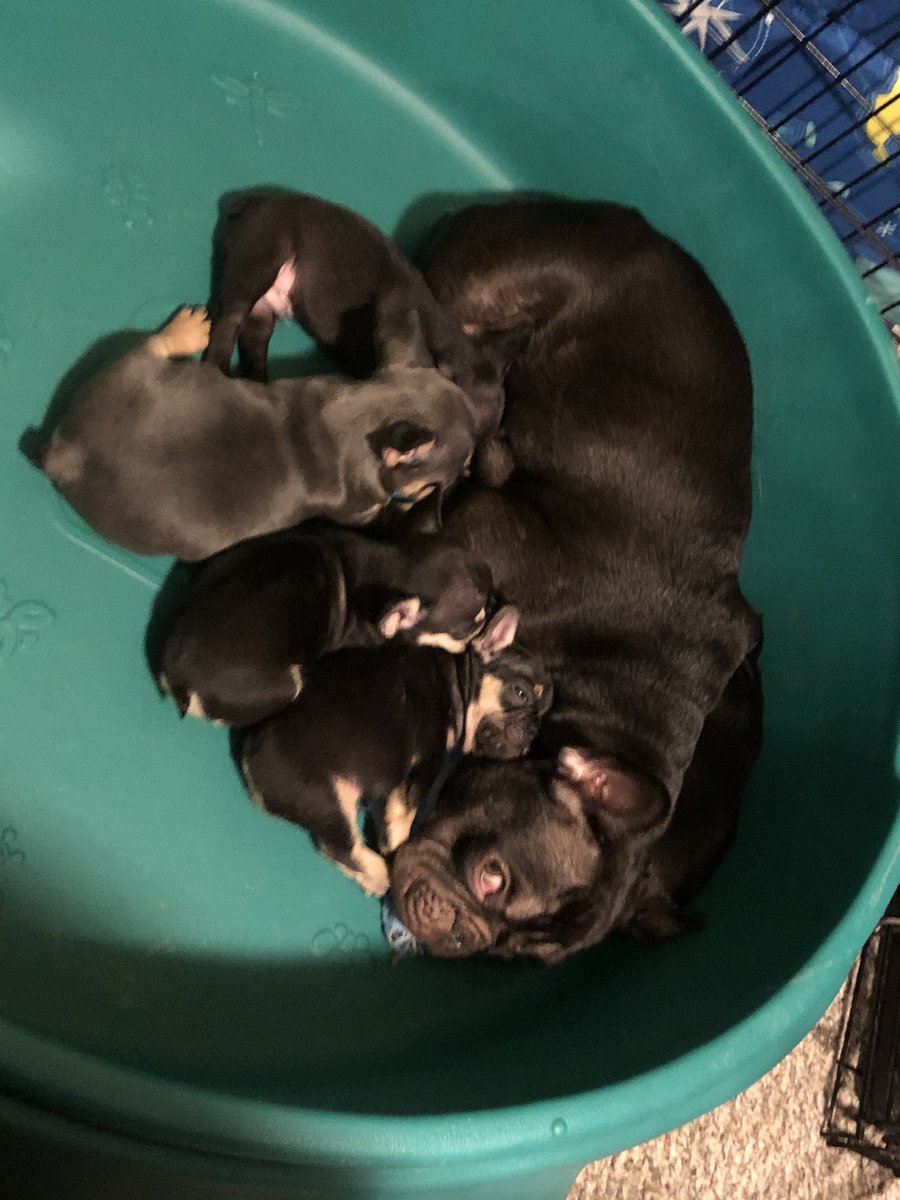 BaysideFrenchie's tweet photo. 6 weeks old. Getting big and getting fast! 👀😂🐶❤️ #love #frenchies #Puppies #DogsofTwittter #puppylife #frenchbulldog  #puppylove https://t.co/O8HbTO2QH9
