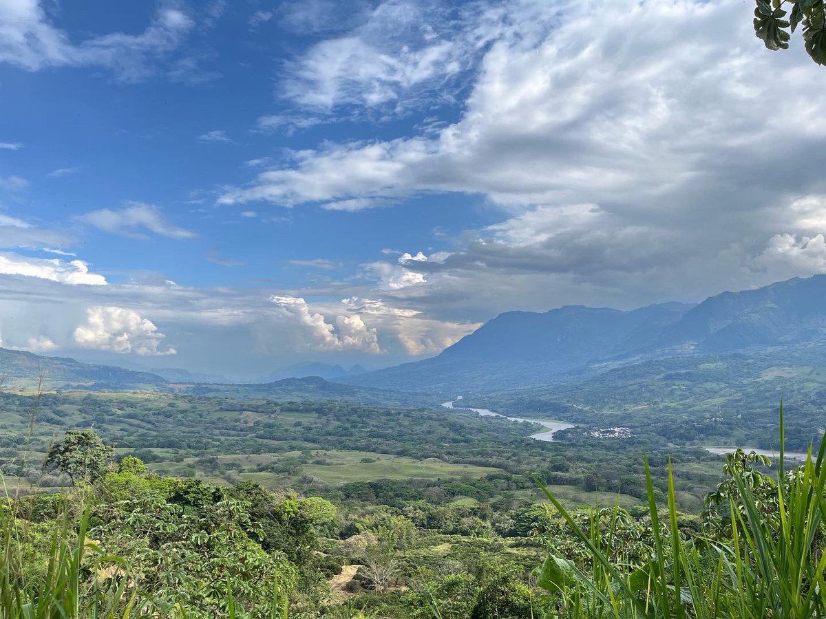 El ‘Cóndor de la Selva’, el Rey Gallinazo, en el cañón de la Arabia, Venecia, Suroeste de Antioquia #CienciaParticipativaSuroeste #Naturaleza #VisiónSuroeste