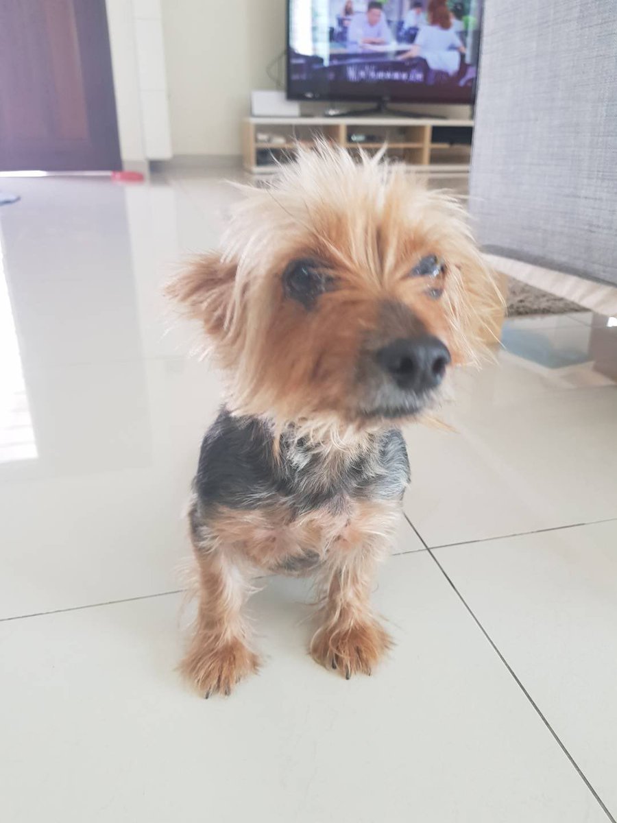 matin2727's tweet photo. My web2.0 pet VS web3.0 pet 
(Doge🐶vsMonkey🐵)@derpyapes https://t.co/OmzTIGrhVn