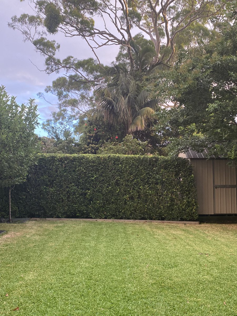 The hibiscus 🌺 in my neighbours house is adding colour to rainy days. Enjoying the little things in life. Day 37 of #100daysofwalking