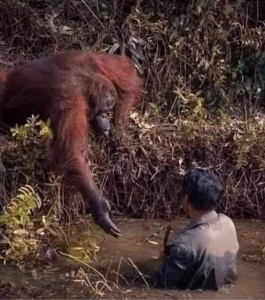 Loovenelle's tweet photo. Une photo qui restera immortelle dans l'histoire... prise par le photographe Anil Prabhakar dans les forêts d'Indonésie. La photo montre un singe orang-outan (actuellement en danger) essayant d'aider un géologue qui est tombé dans une flaque de boue lors de ses recherches.
1/2 https://t.co/y484UDiHe8