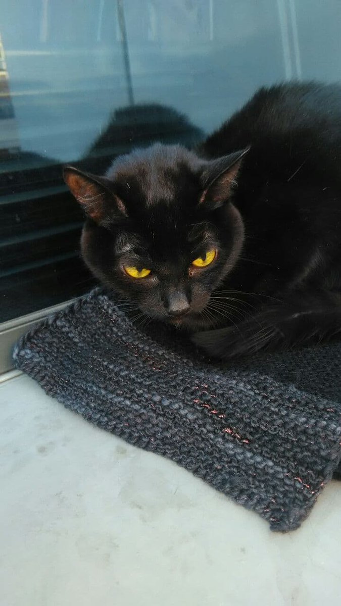 iamproffi's tweet image. Возле магазина бросили кота, явно домашнего,забрать не могу,в общежитие не пустят  На поддержку, даже платную, не берут с улицы и что делать?
Просто SOS, прошу помощи хотя бы советом 🙏
#Красноярск #кот #бездомныеживотные